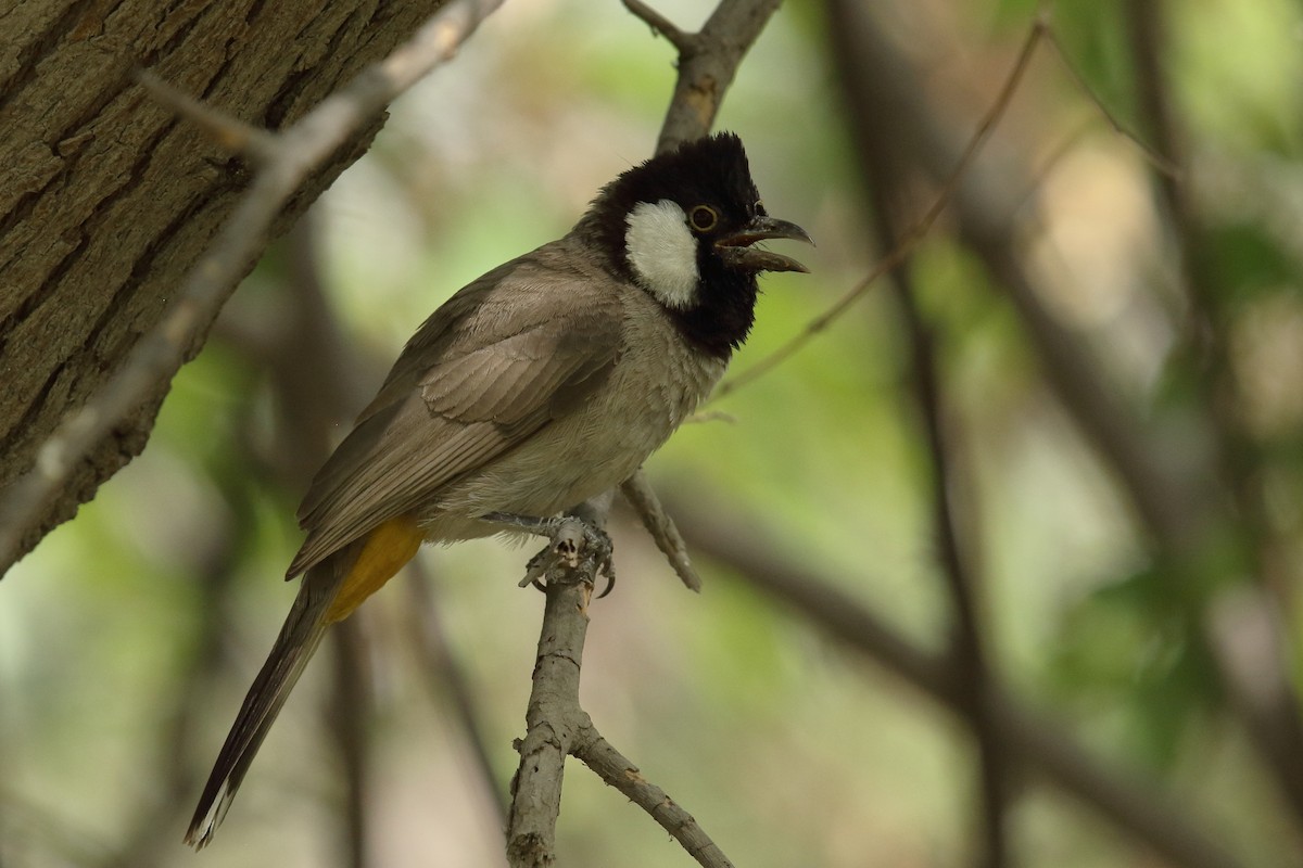 White-eared Bulbul - ML638180854