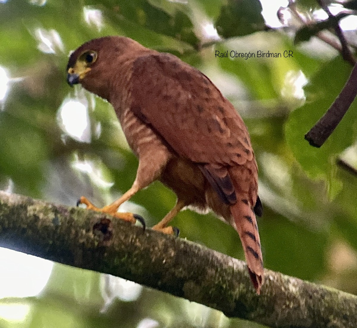 Tiny Hawk - ML638180865