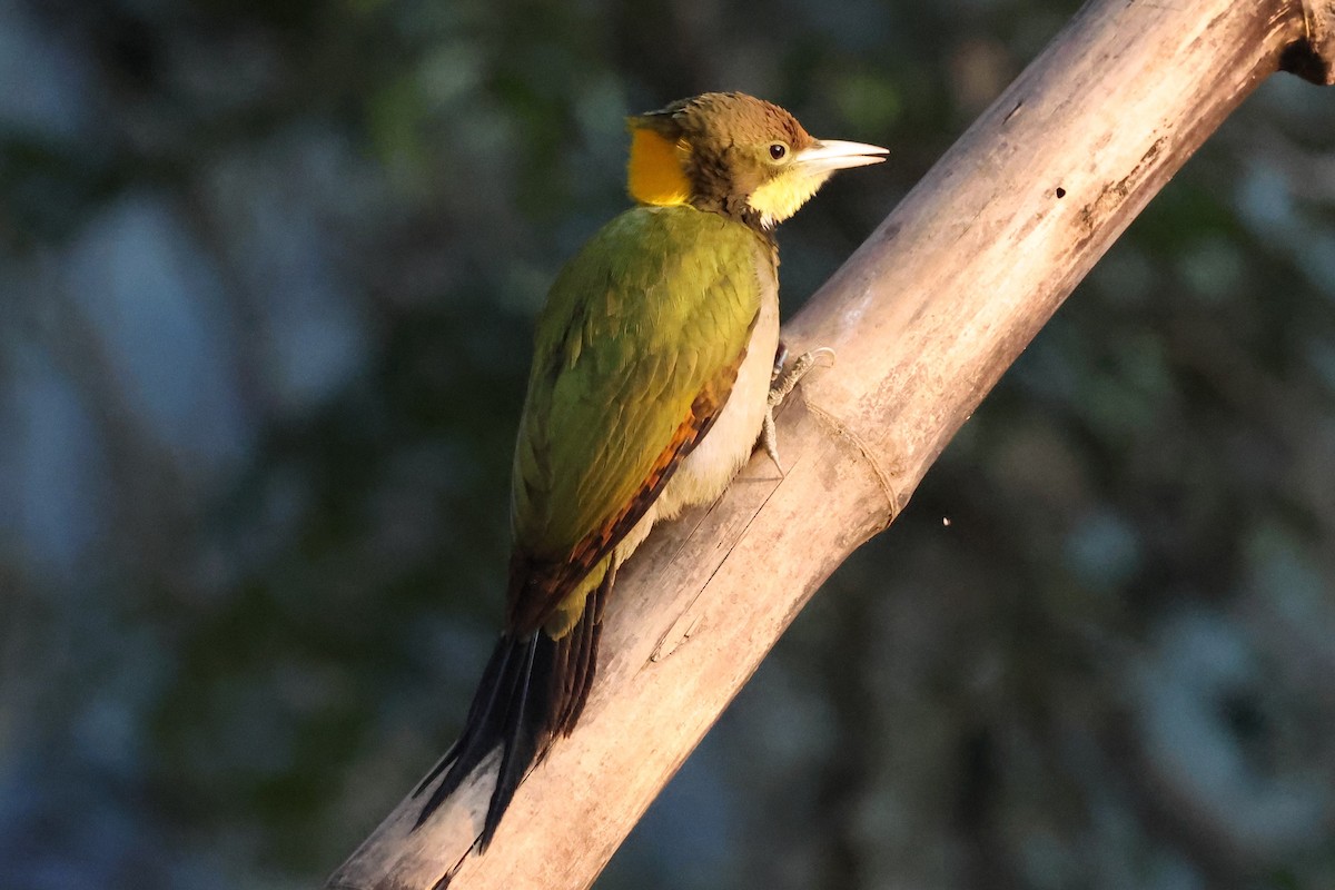 Greater Yellownape - ML638180866