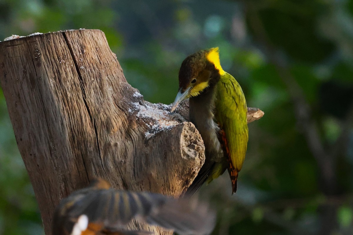 Greater Yellownape - ML638180867
