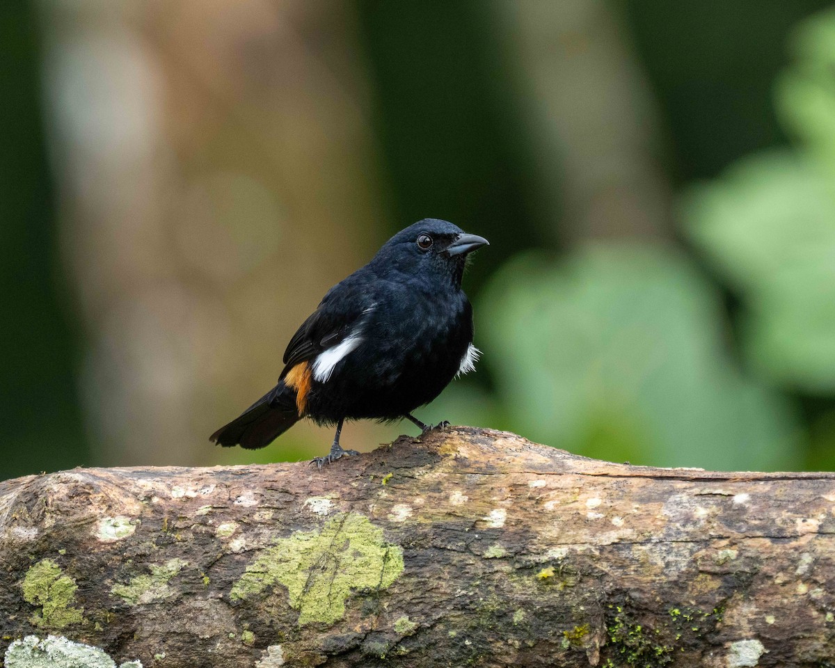 Fulvous-crested Tanager - ML638180873