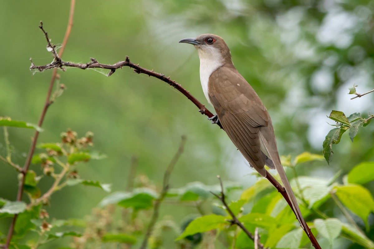Black-billed Cuckoo - ML638180905