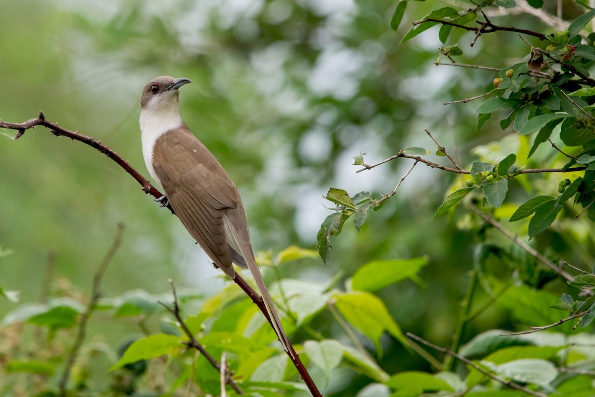 Black-billed Cuckoo - ML638180907