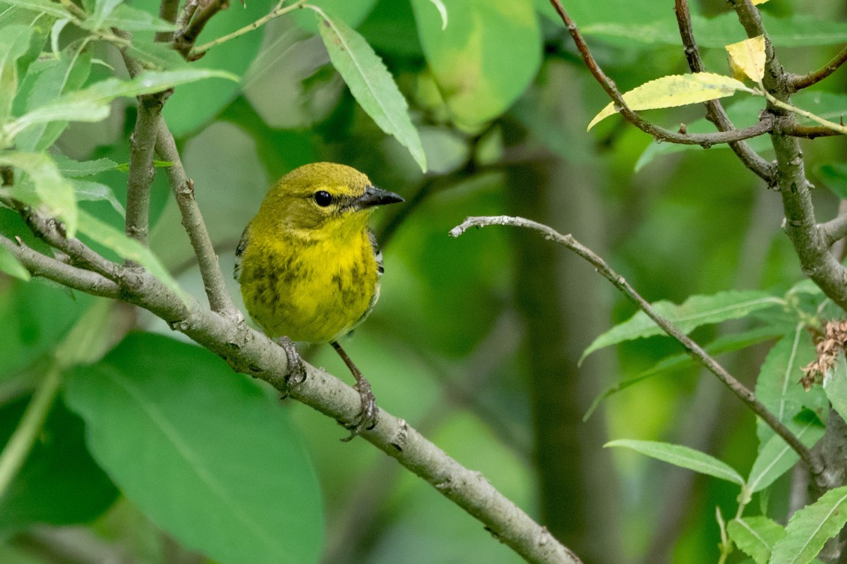 Pine Warbler - ML638180931