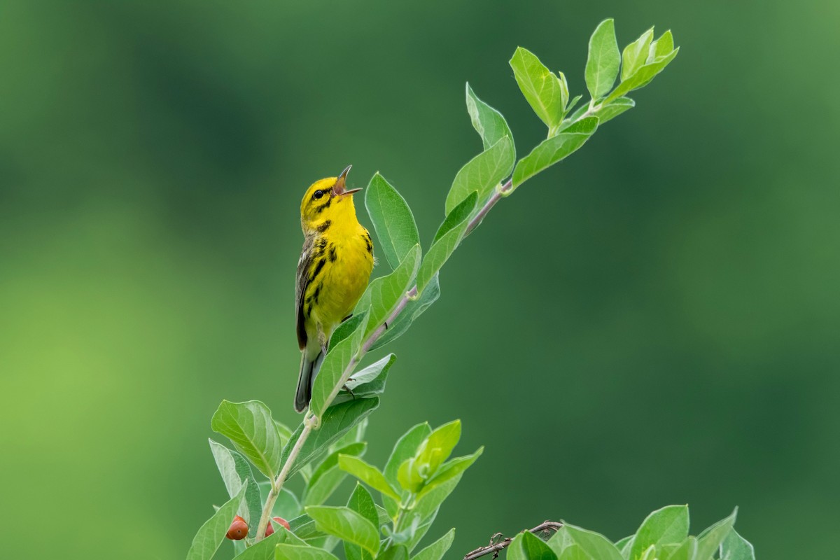 Prairie Warbler - ML638180962