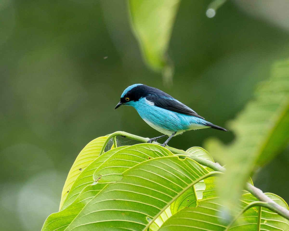 Black-faced Dacnis (Black-faced) - ML638180984