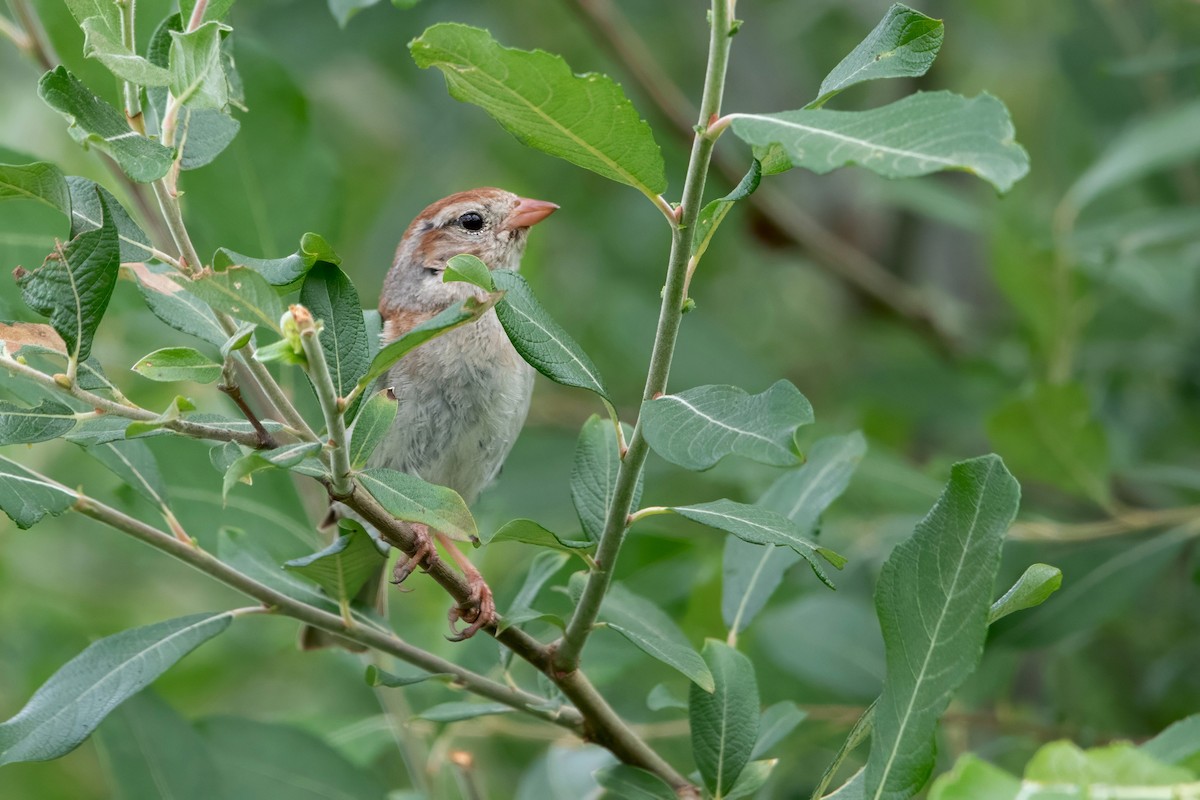 Field Sparrow - ML638180998