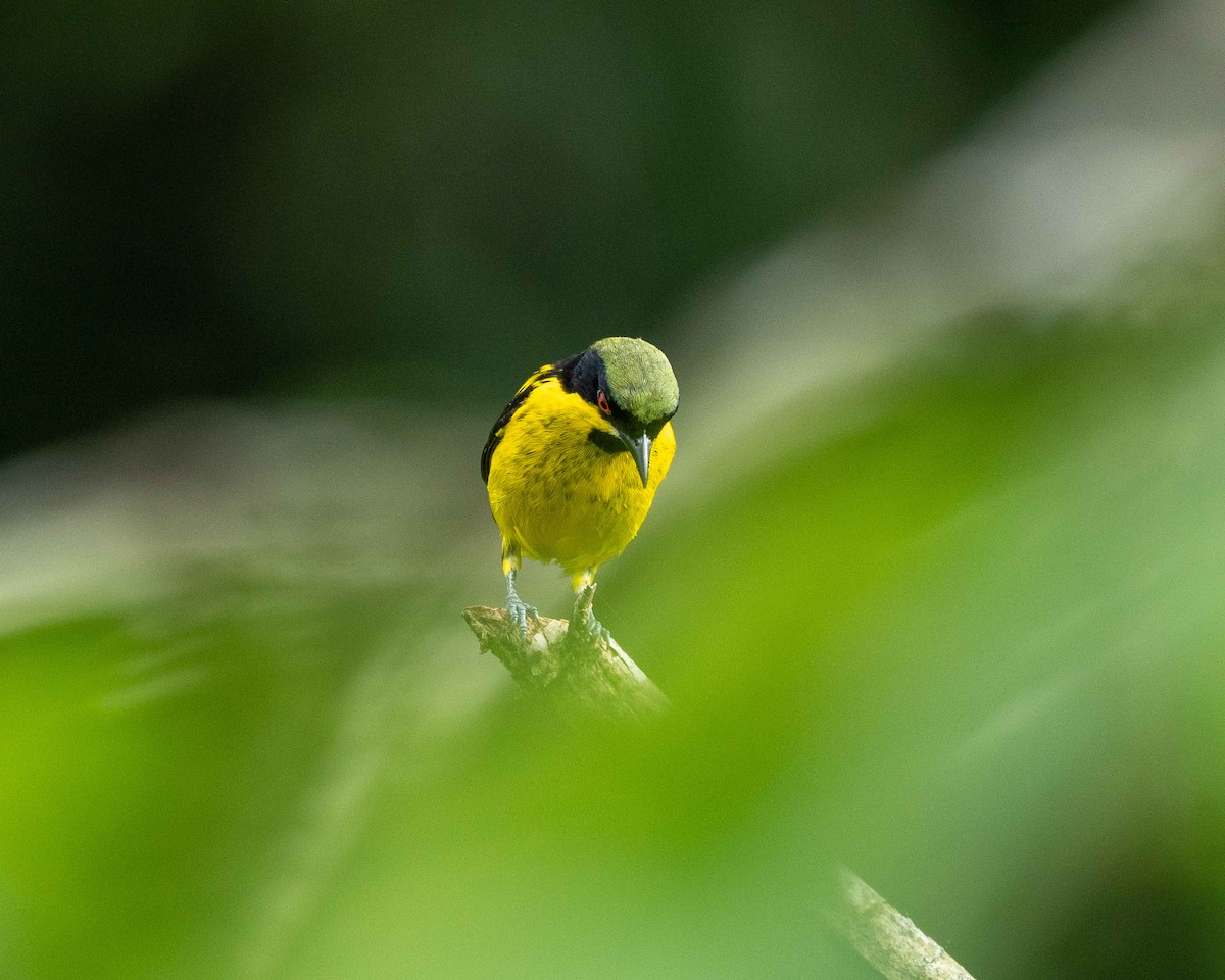 Yellow-bellied Dacnis - ML638181014