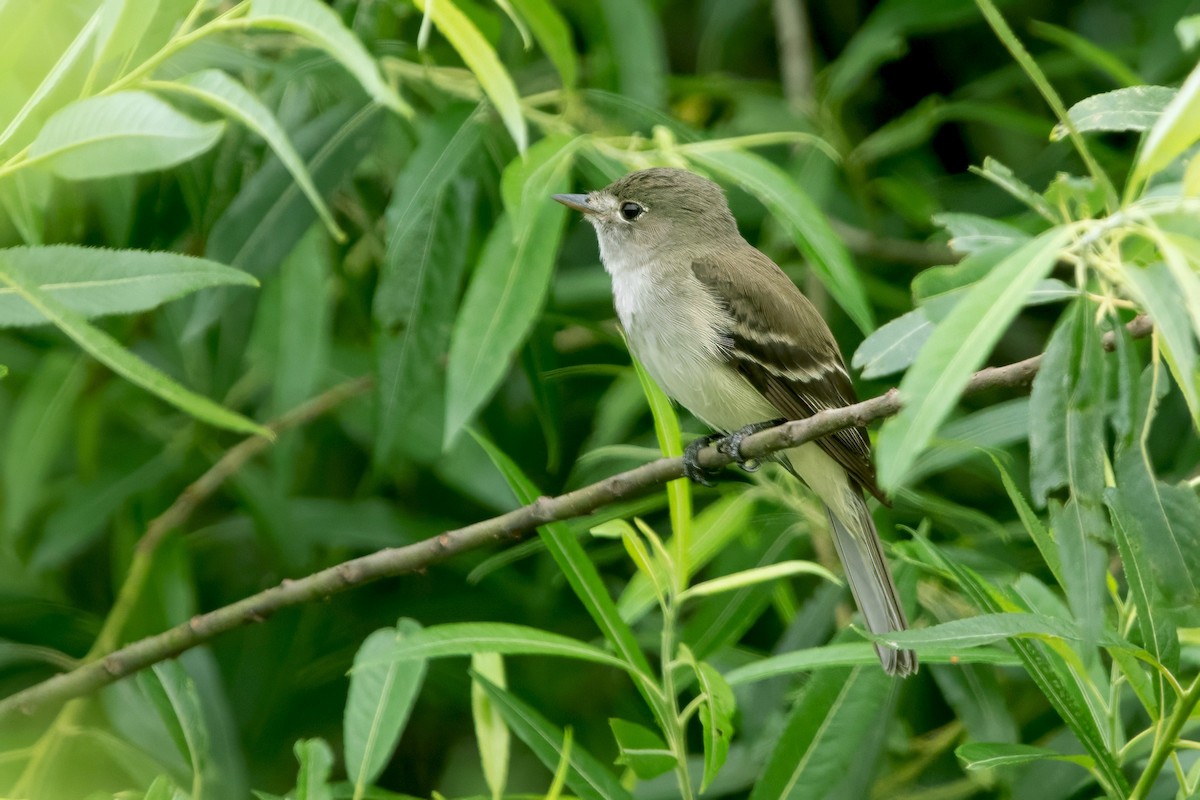 Alder Flycatcher - ML638181044