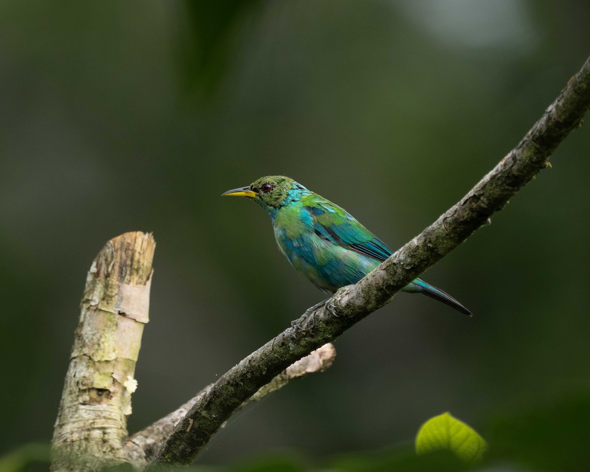 Green Honeycreeper - ML638181059