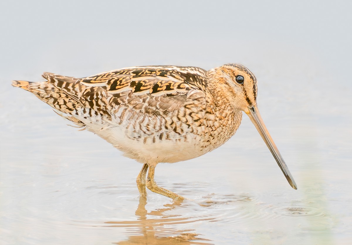 Common Snipe - ML638181074