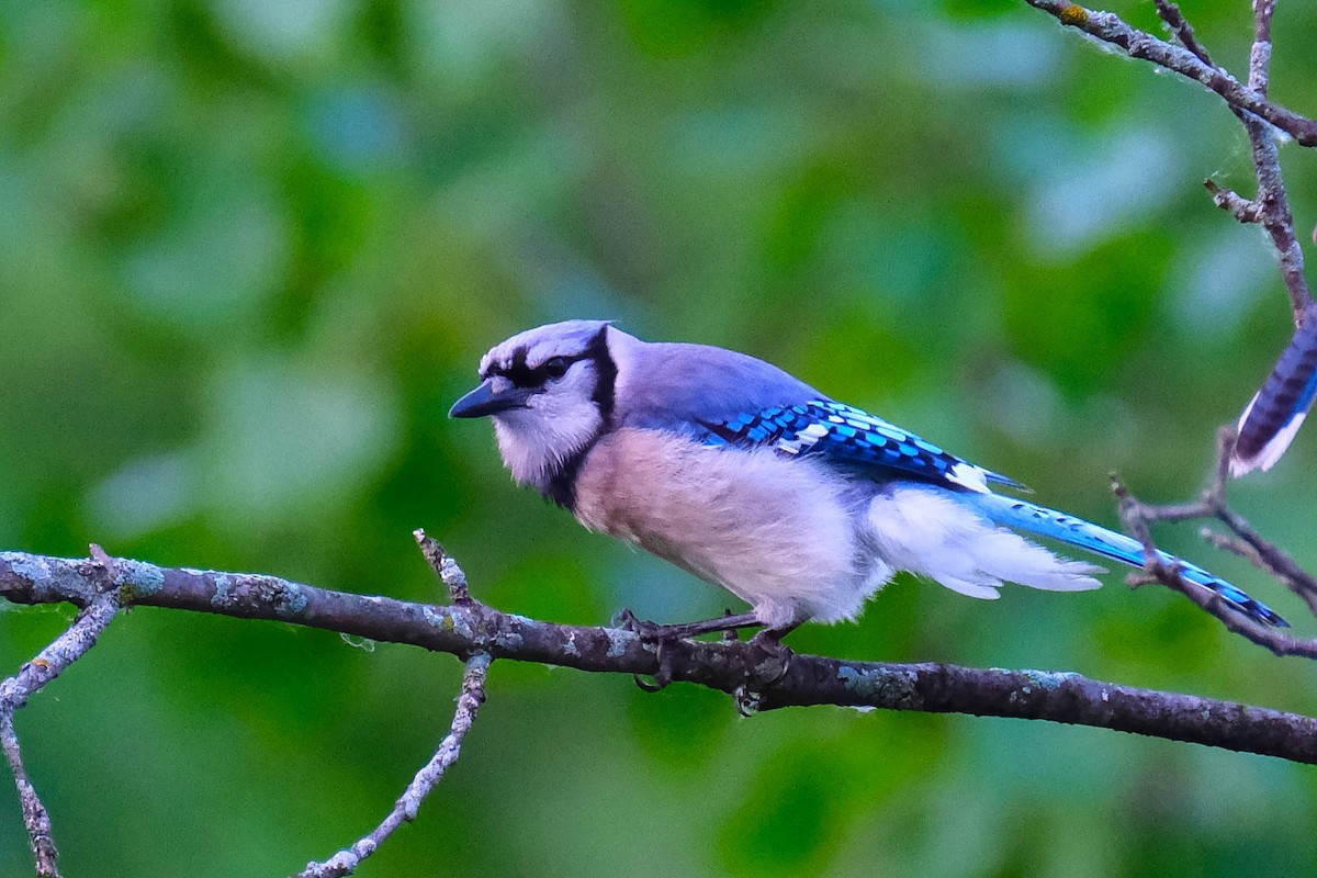 Blue Jay - ML638181135
