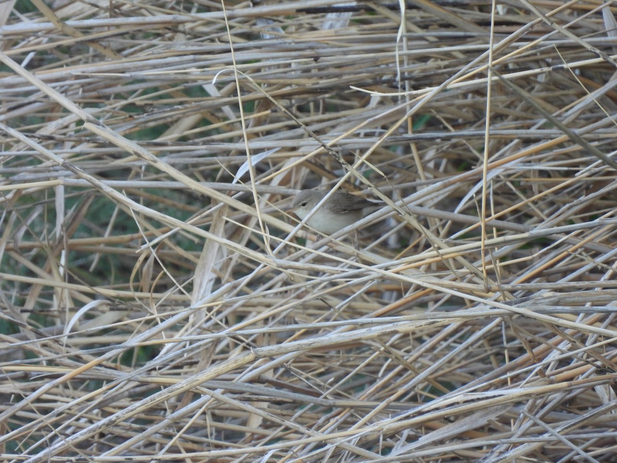 Eastern Olivaceous Warbler - ML638181151