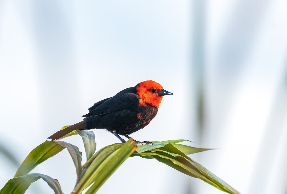 Scarlet-headed Blackbird - ML638181176