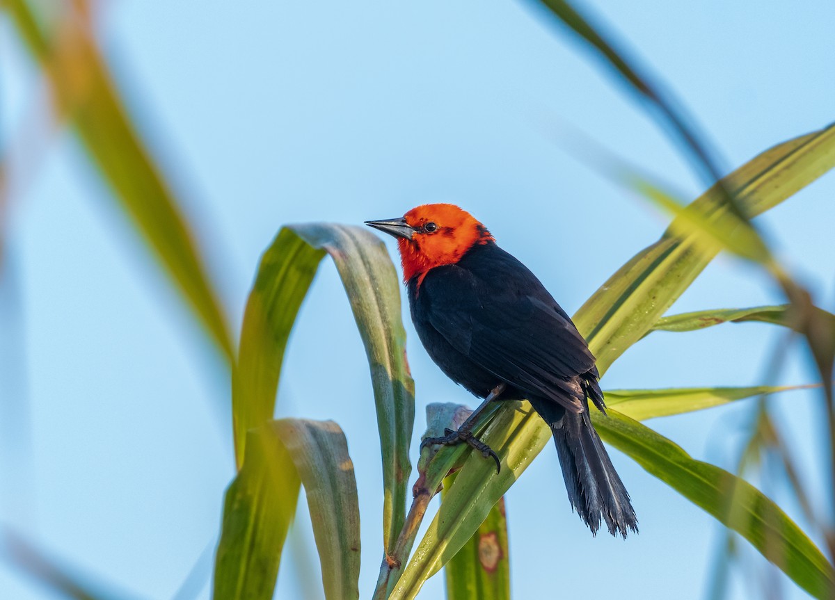 Scarlet-headed Blackbird - ML638181177