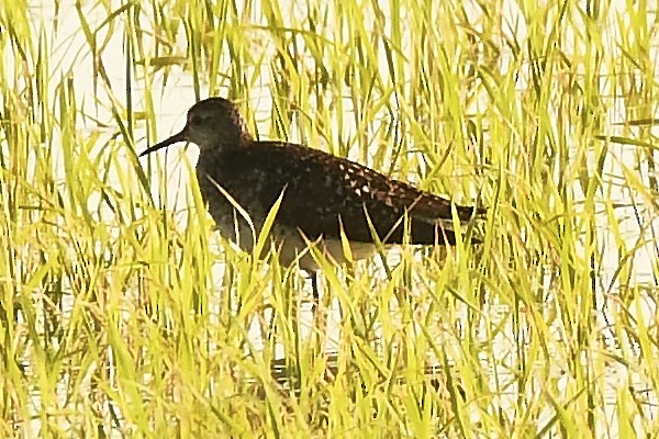 Wood Sandpiper - ML638181208