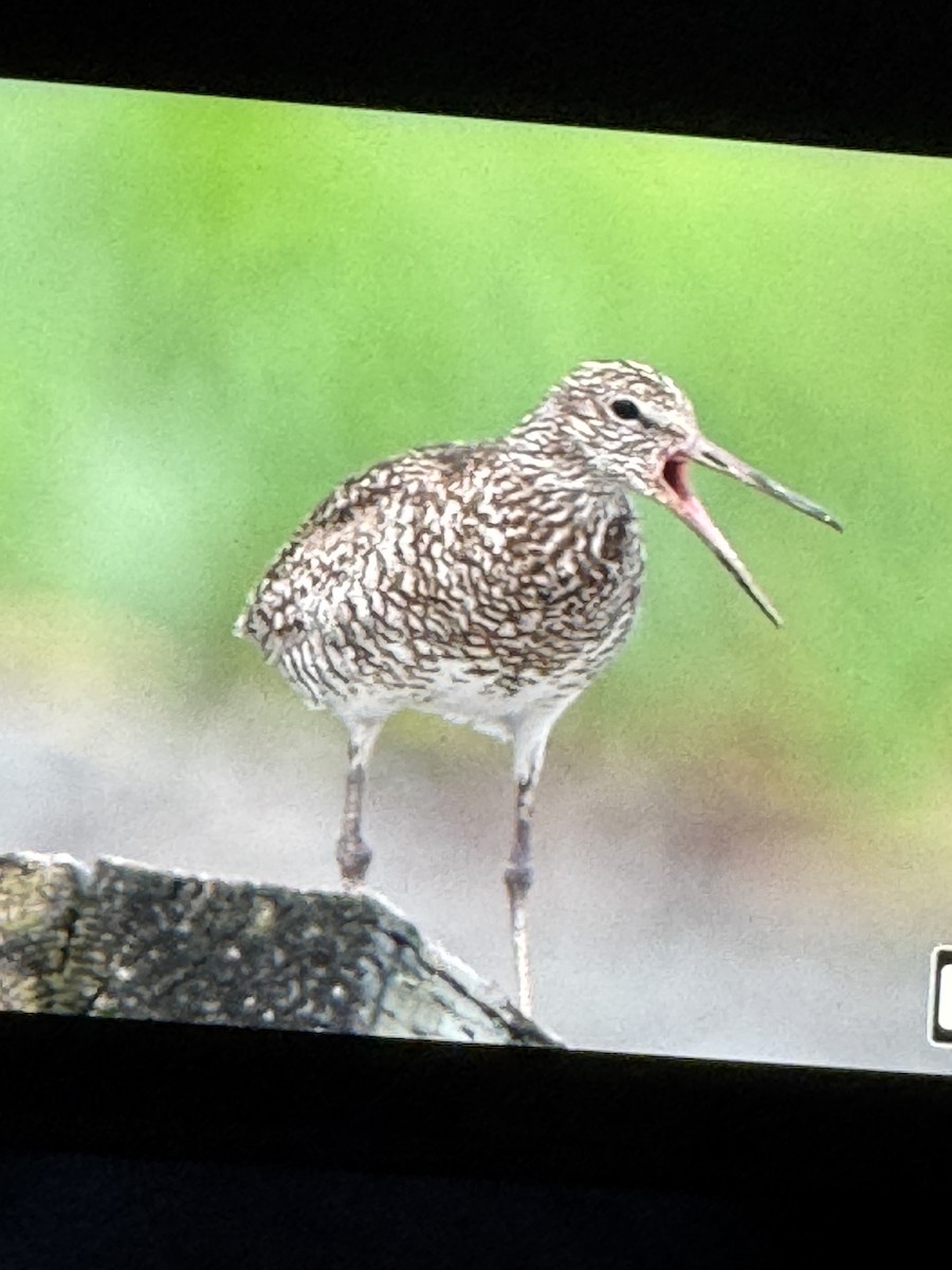 Willet - ML638181266