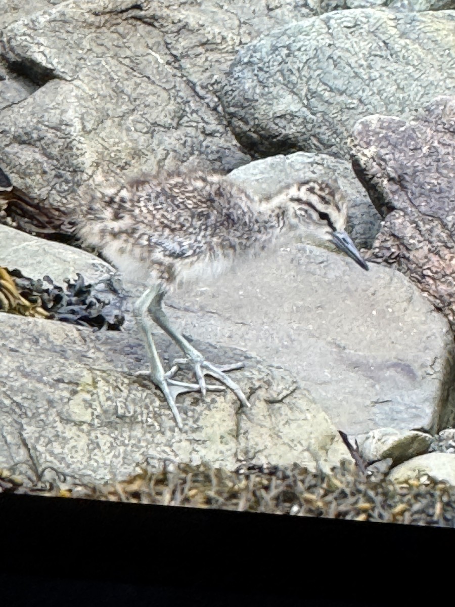 Willet - ML638181267