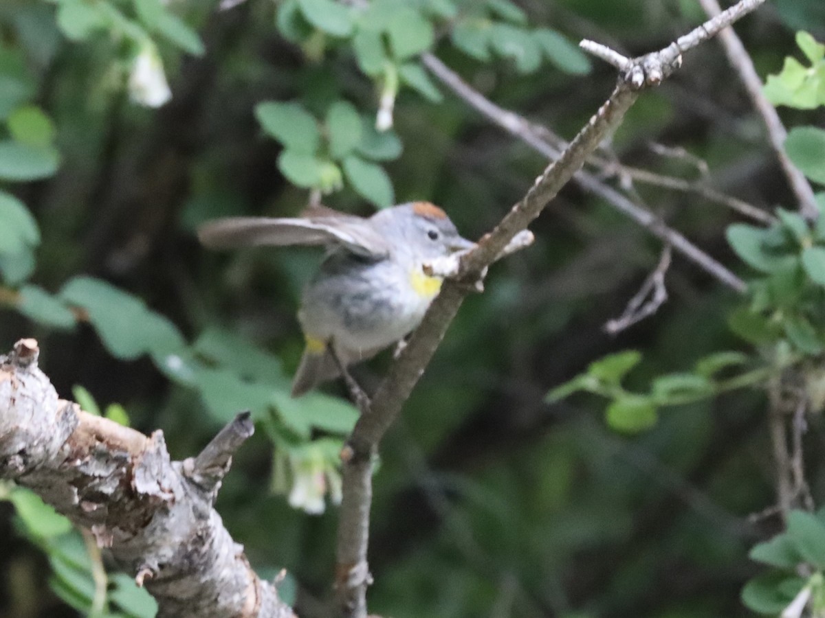 Virginia's Warbler - ML638181308