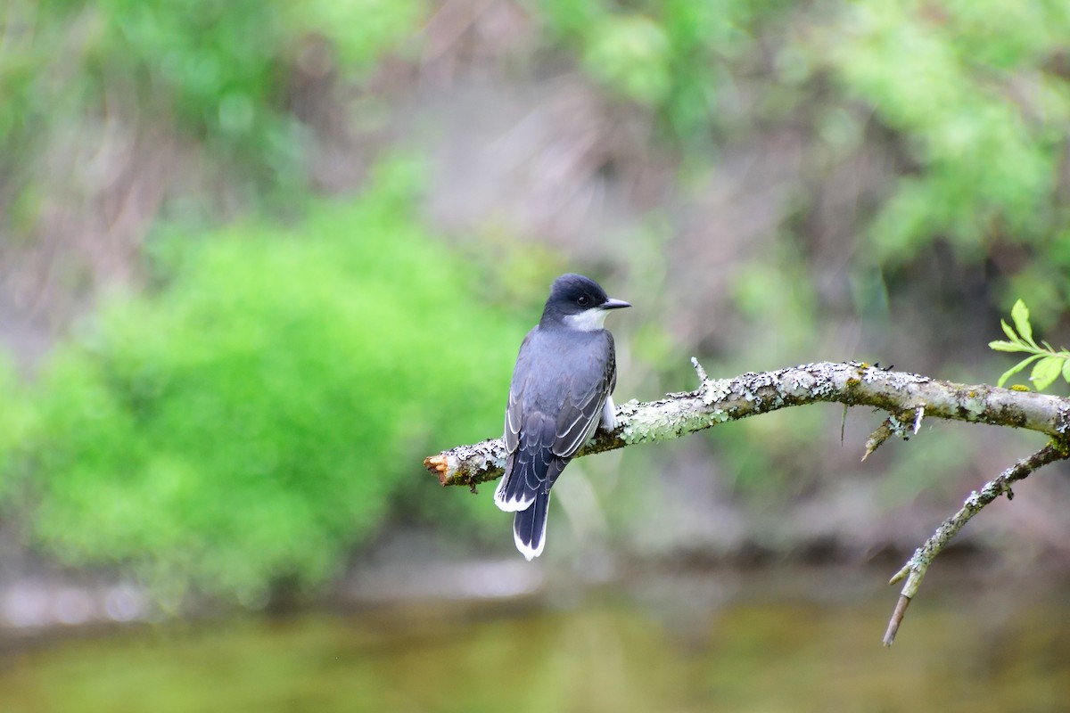 Eastern Kingbird - Mathieu N. J. Langlois