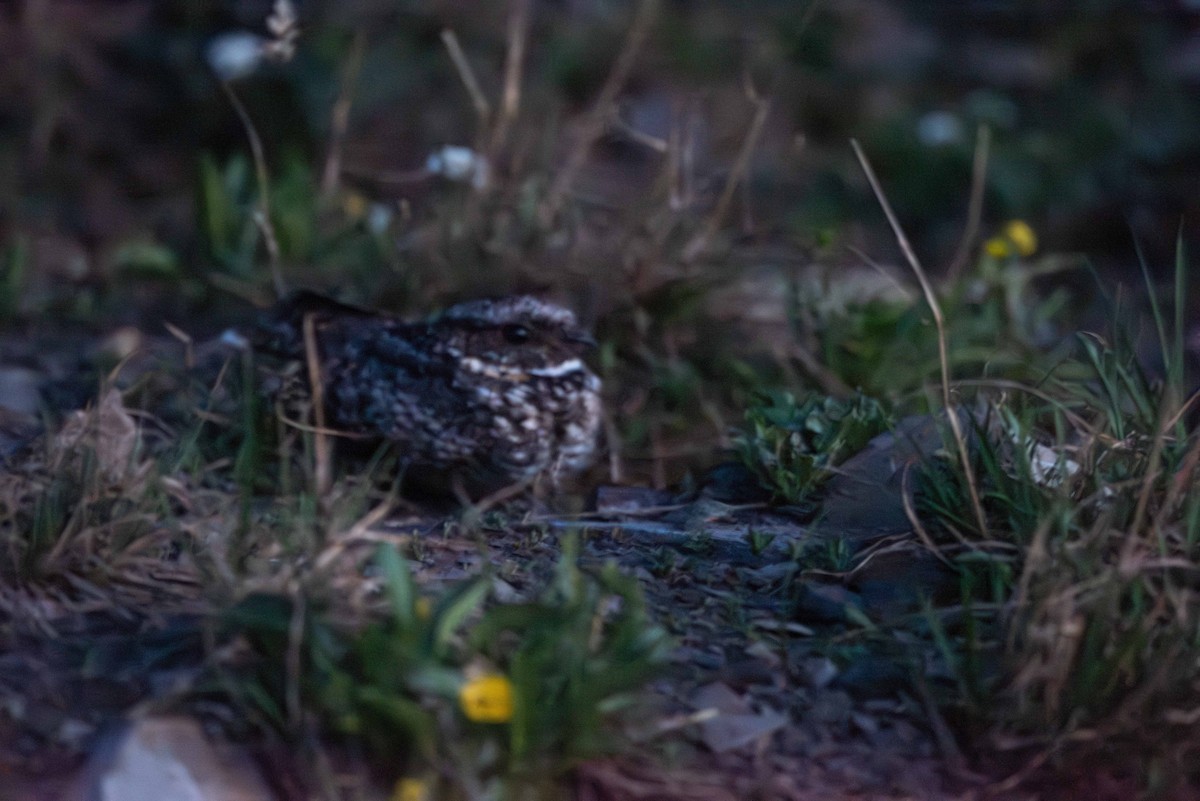 Common Poorwill - ML638181319
