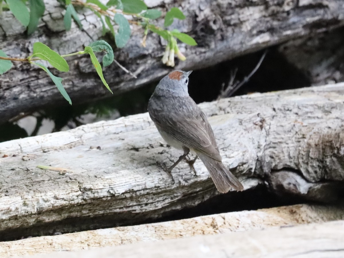 Virginia's Warbler - ML638181320