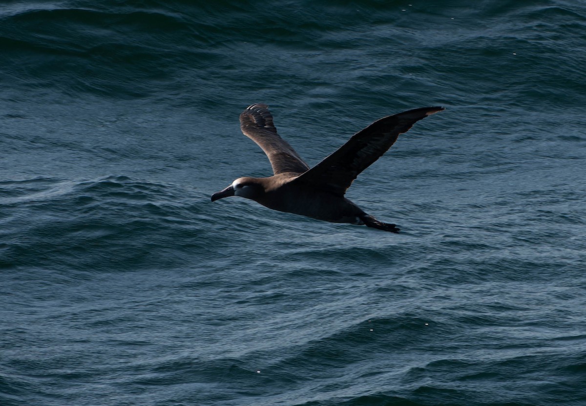Black-footed Albatross - ML638181333