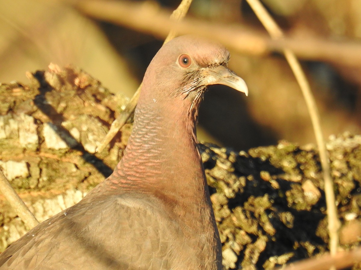 Picazuro Pigeon - ML638181445