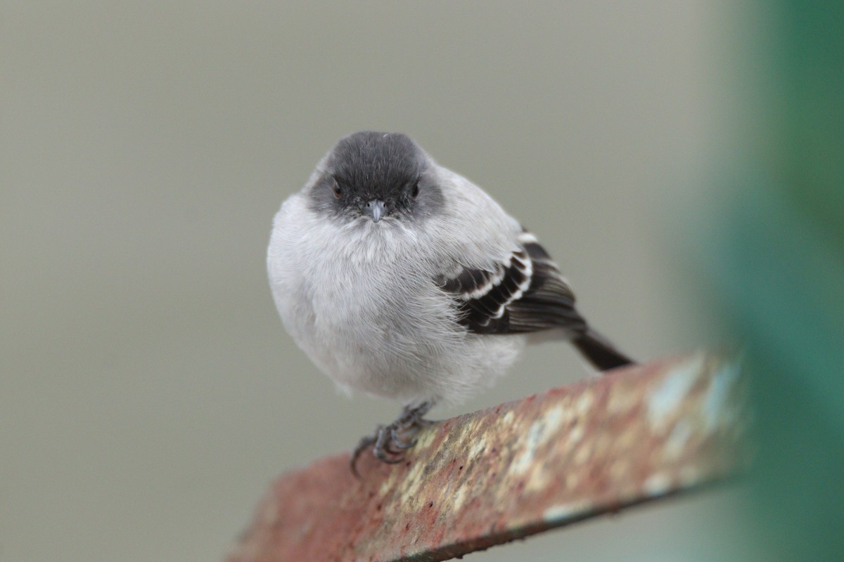 Torrent Tyrannulet - ML638181446