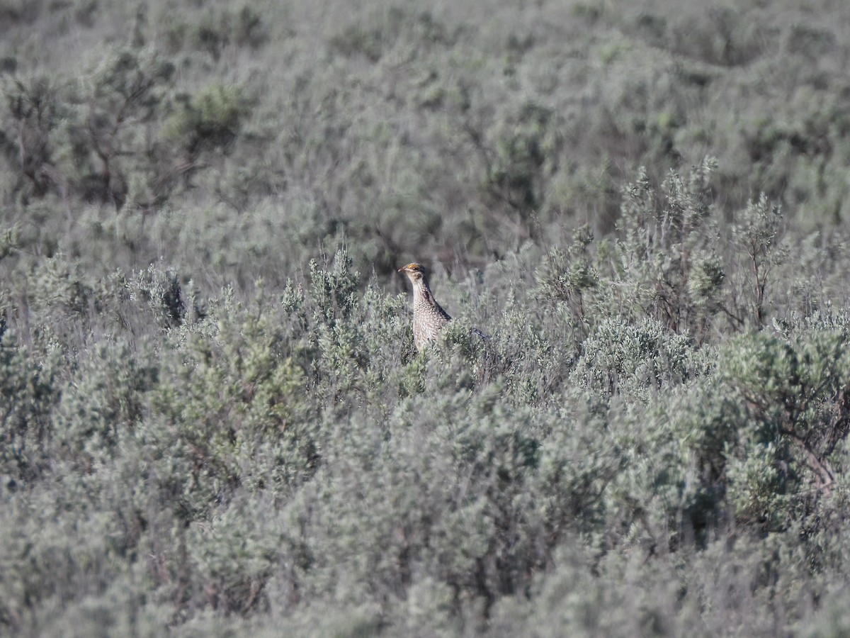 Sharp-tailed Grouse - ML638181453