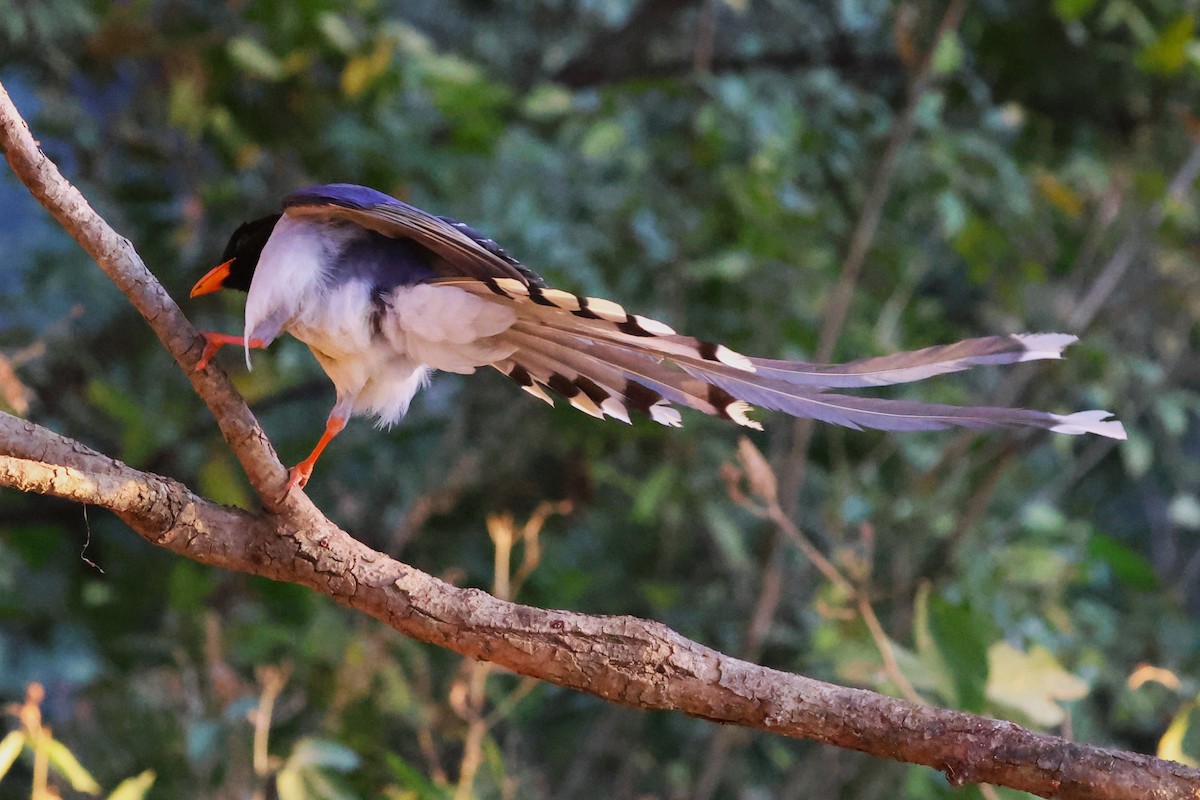 Red-billed Blue-Magpie - ML638181468