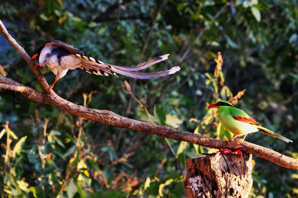 Red-billed Blue-Magpie - ML638181477