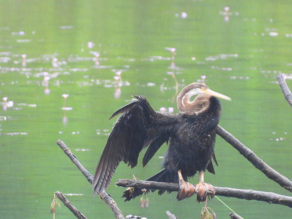 Oriental Darter - ML638181489