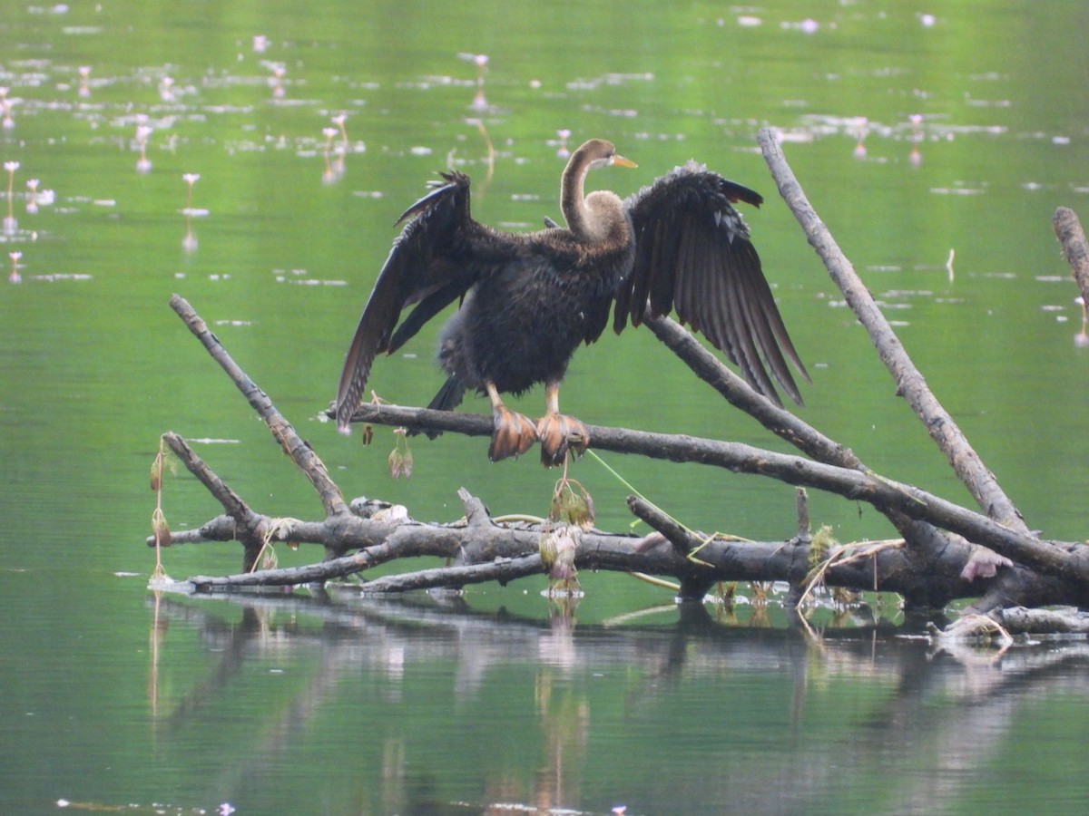 Oriental Darter - ML638181490