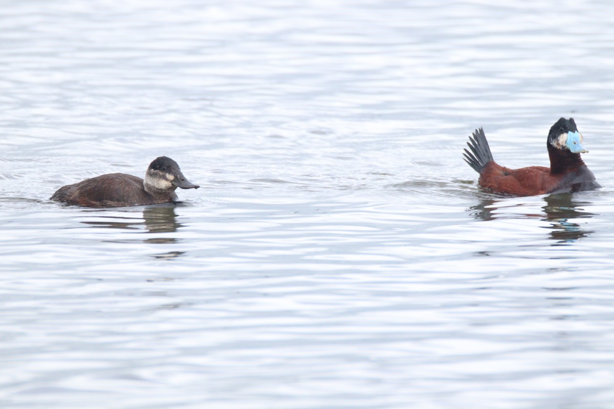 Andean Duck - ML638181506