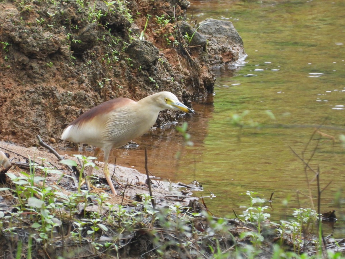 Indian Pond-Heron - ML638181507