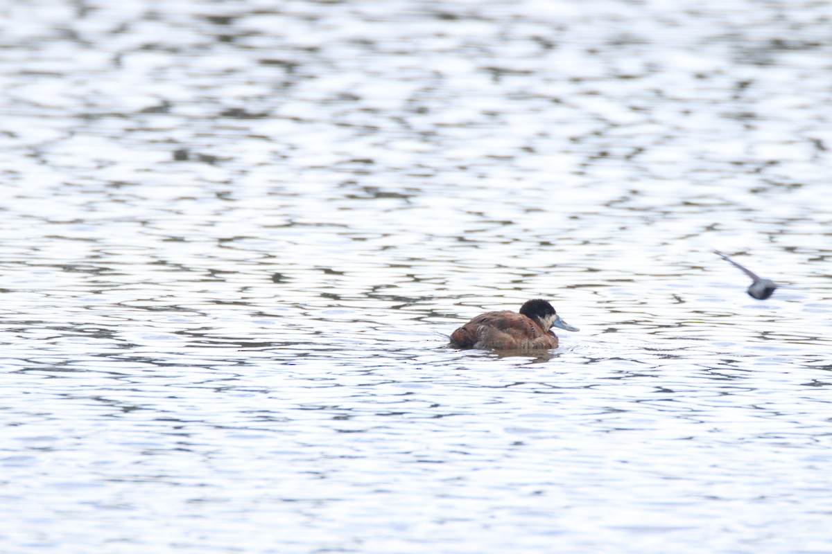 Andean Duck - ML638181510