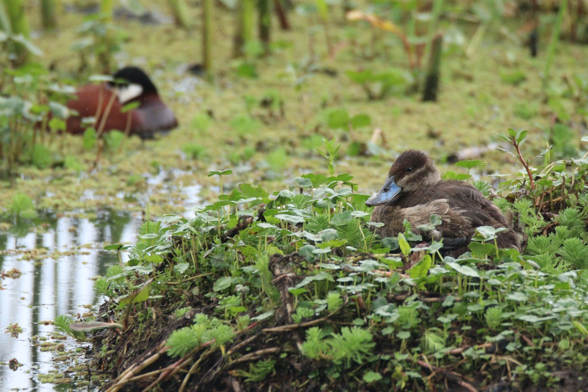 Andean Duck - ML638181511