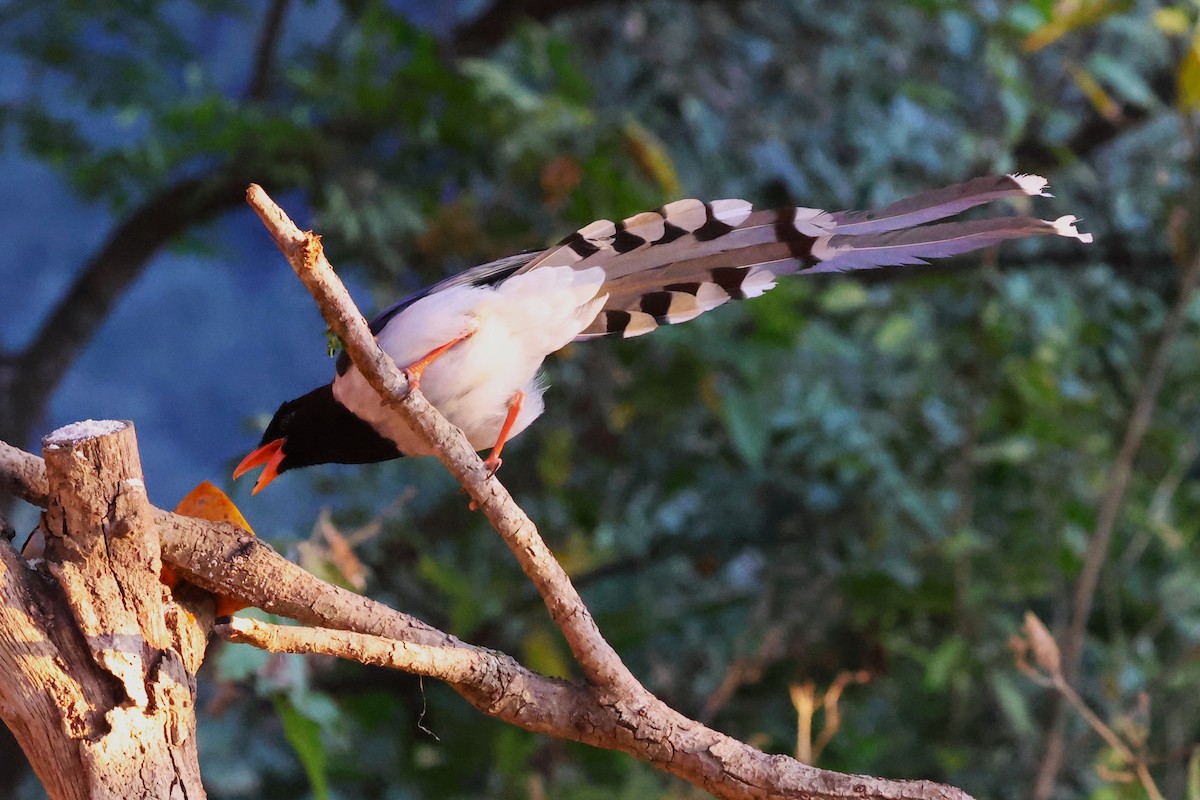 Red-billed Blue-Magpie - ML638181512
