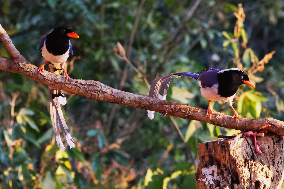 Red-billed Blue-Magpie - ML638181526