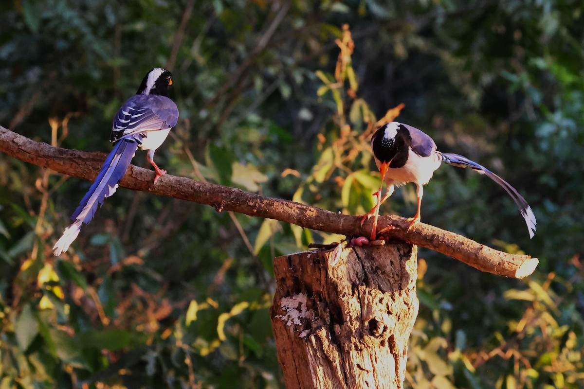 Red-billed Blue-Magpie - ML638181527
