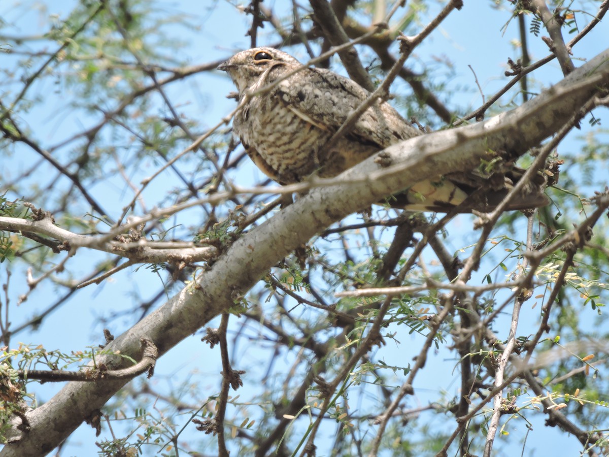 Lesser Nighthawk - ML638181536