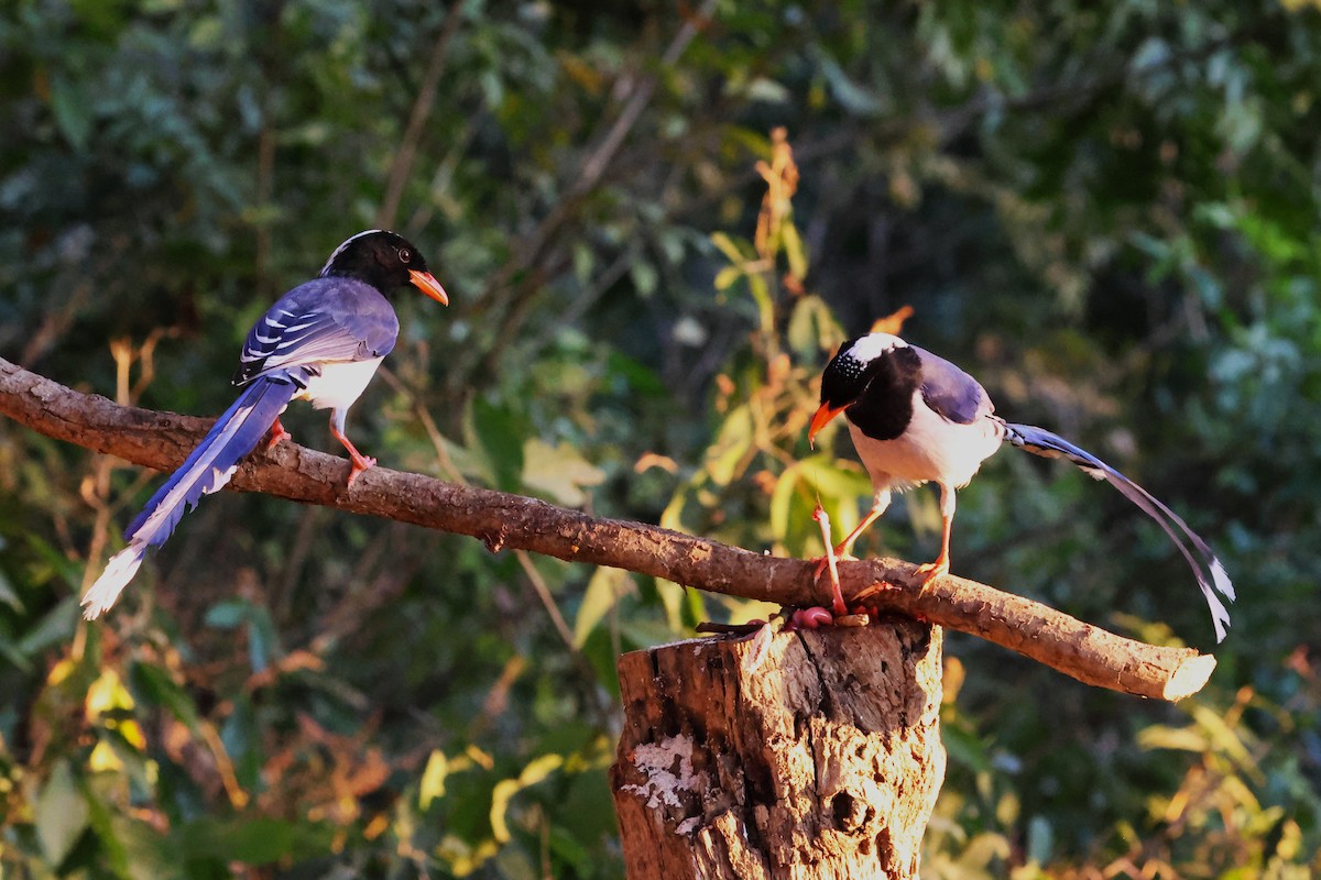 Red-billed Blue-Magpie - ML638181544