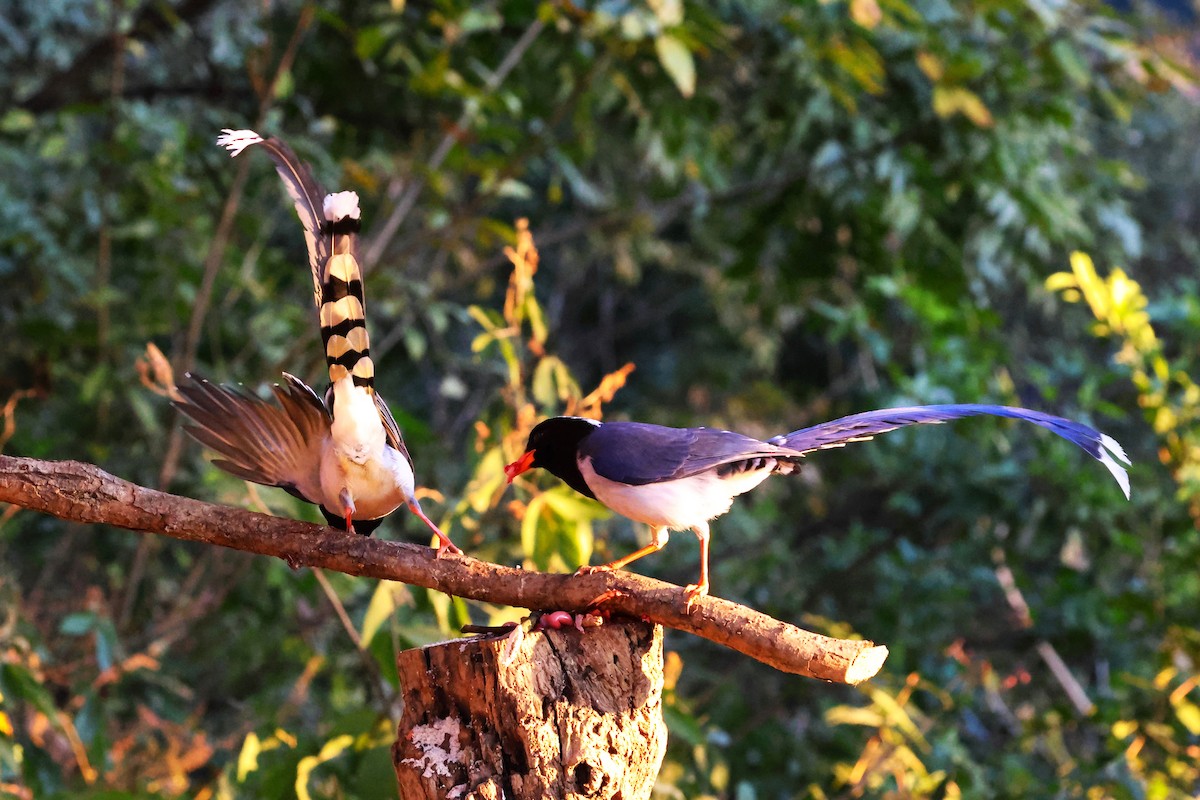 Red-billed Blue-Magpie - ML638181545