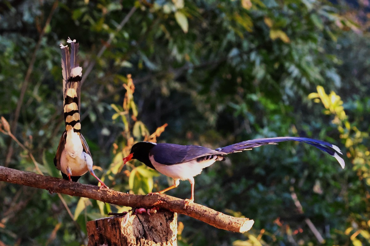 Red-billed Blue-Magpie - ML638181546