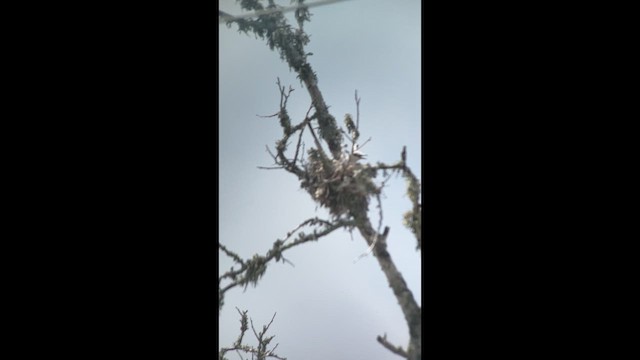Scissor-tailed Flycatcher - ML638181578