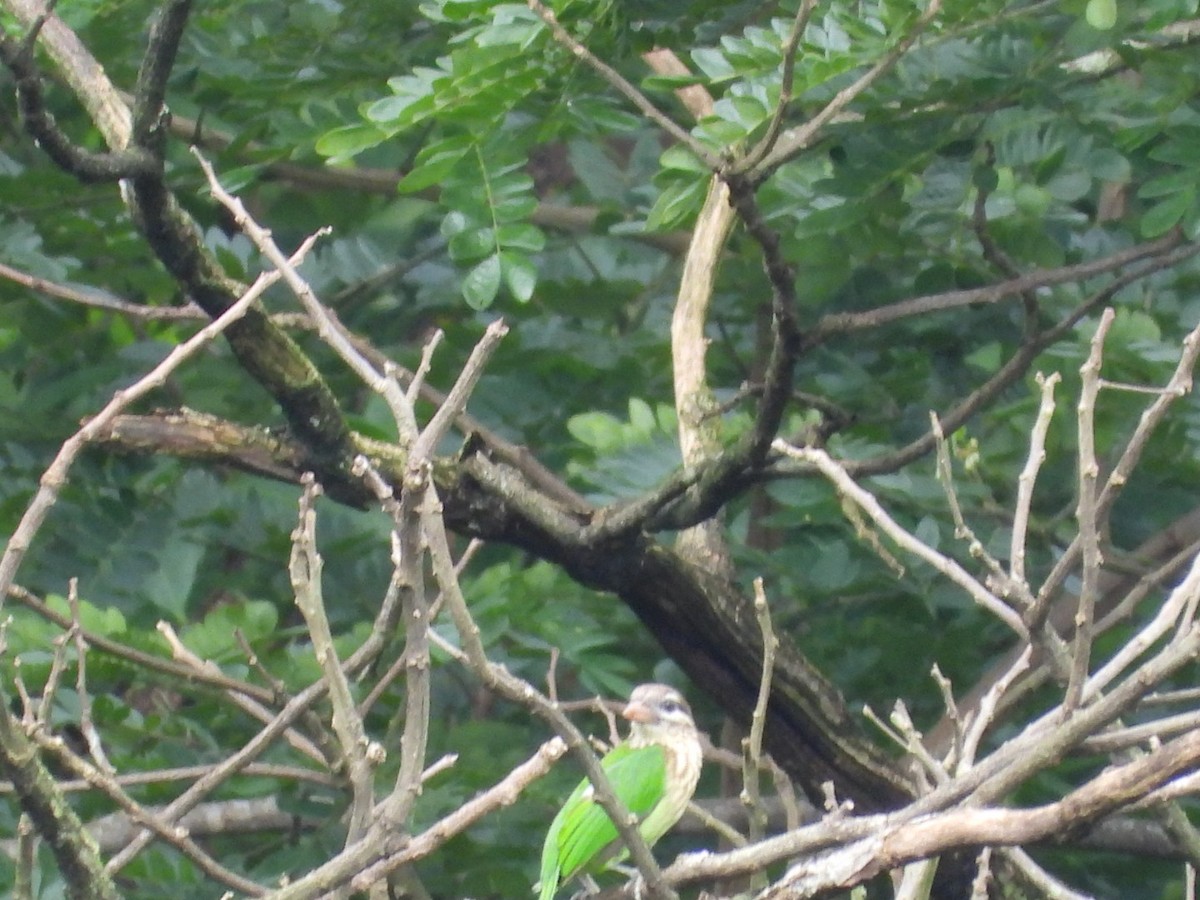White-cheeked Barbet - ML638181587