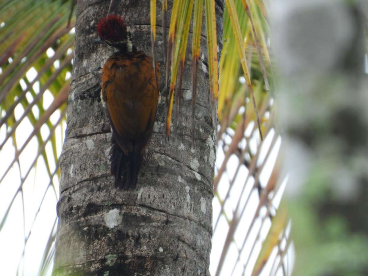 Malabar Flameback - ML638181602