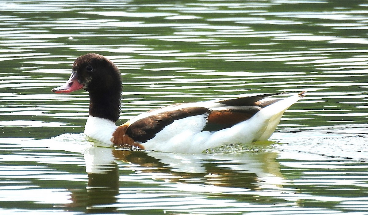 Common Shelduck - ML638181669