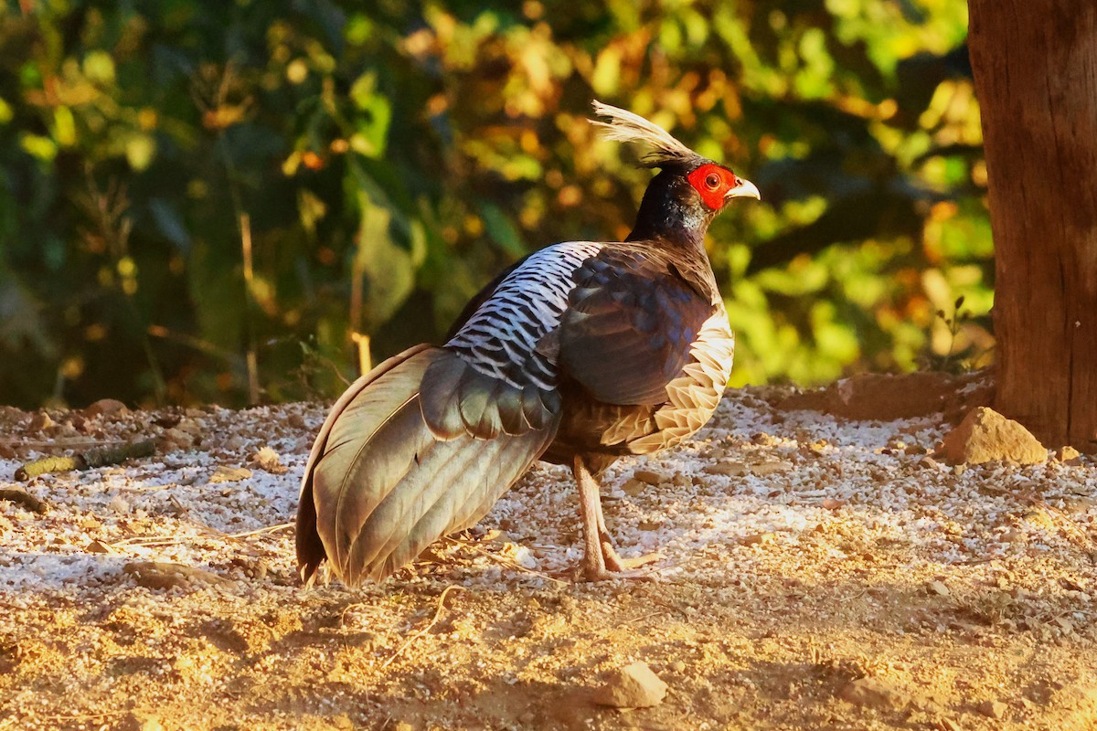 Kalij Pheasant - ML638181671